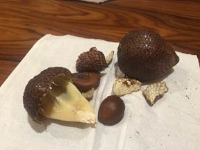 :Favorite Indo photos:Peeled Snake fruit.JPG
